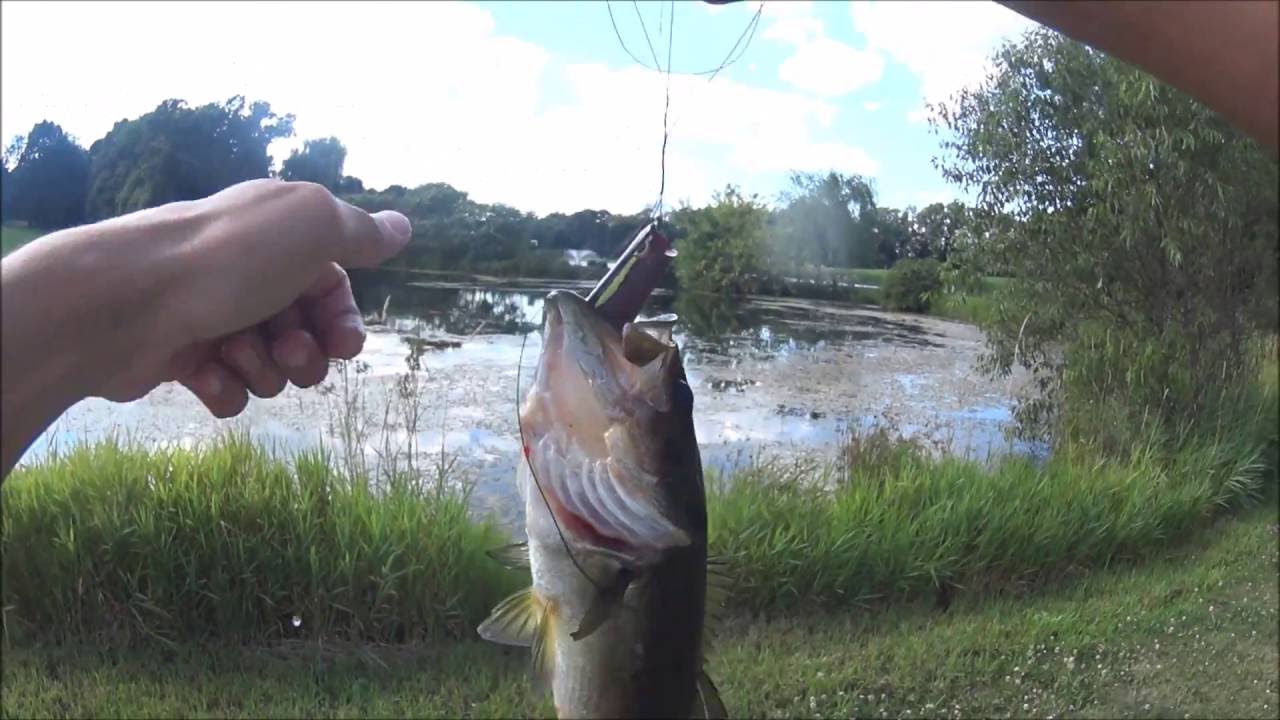 Spro Bronzeye Popper Frog Review