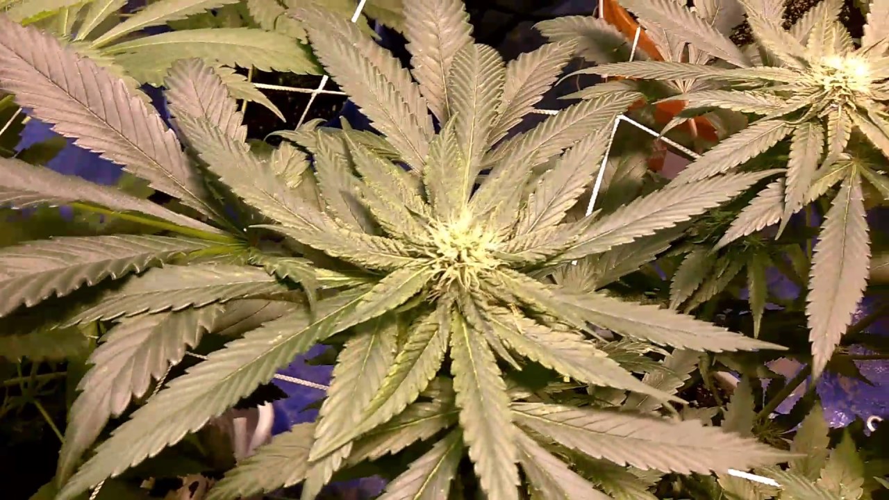Day 26 of flower feed and water and terpinator