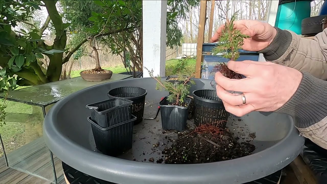 Bonsai Nachwuchs umtopfen/vorbereiten Wacholder Itoigawa und Fächerahorn Shishigashira
