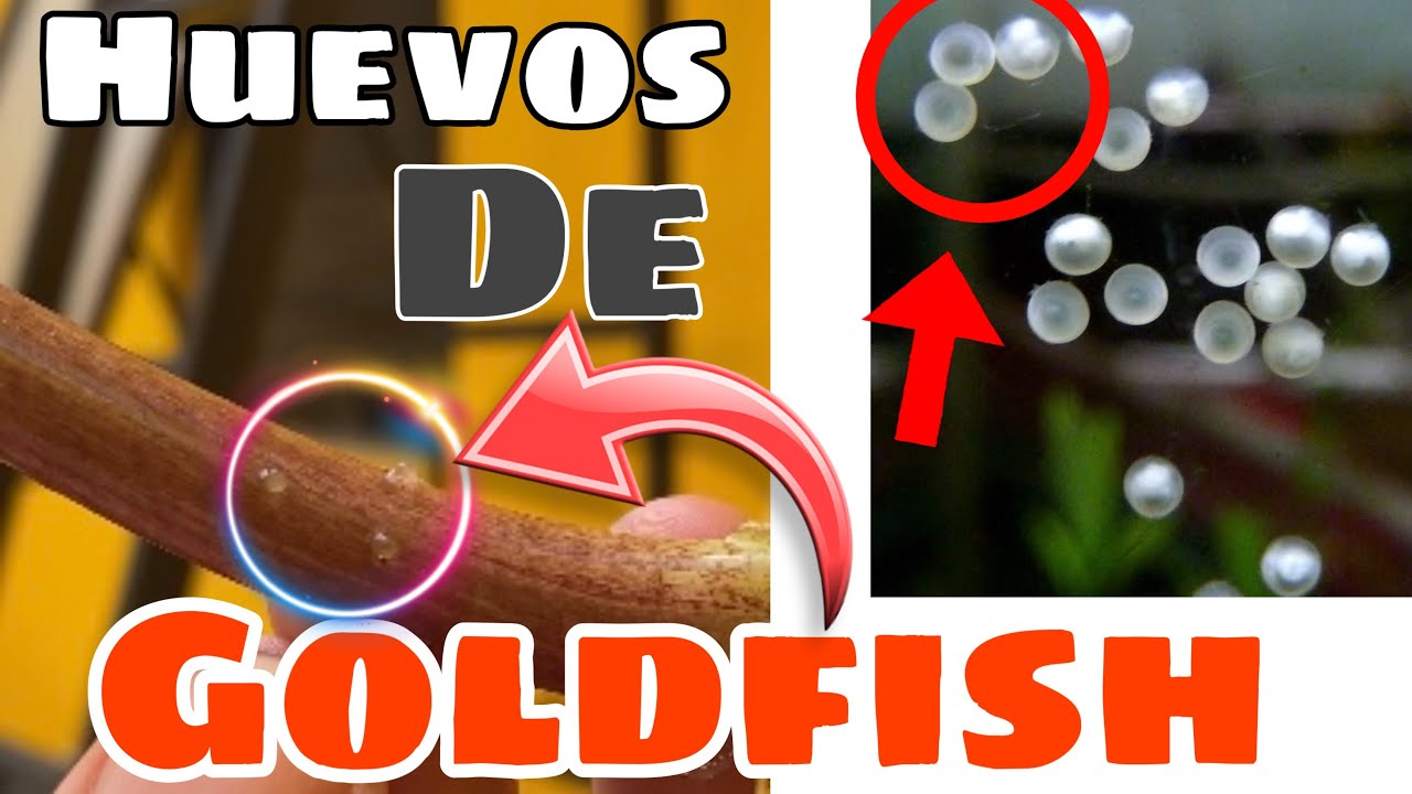 Mis PECES GOLDFISH pusieron HUEVOS 🥚 | PUESTA de GOLDFISH | Goldfish | Huevos de Goldfish