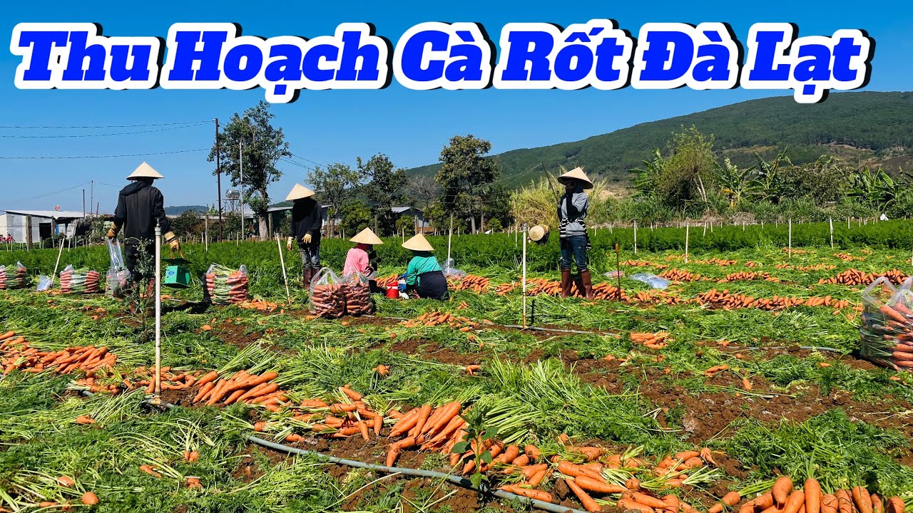 Thu Hoạch Cà Rốt Đà Lạt, giá cà rốt hôm nay sau tết nguyên đán ra sao