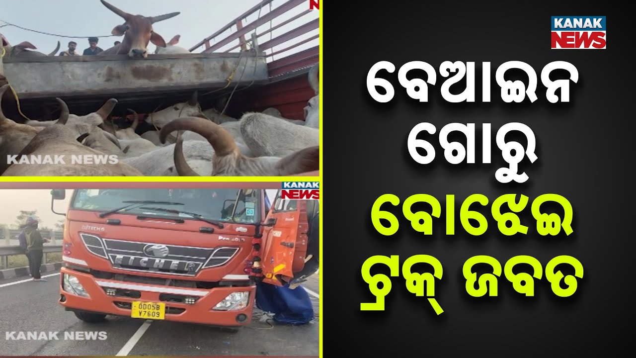 40+ Cattle Rescued in Balasore! Illegal Truck Seized on NH-16 After Accident in Soro
