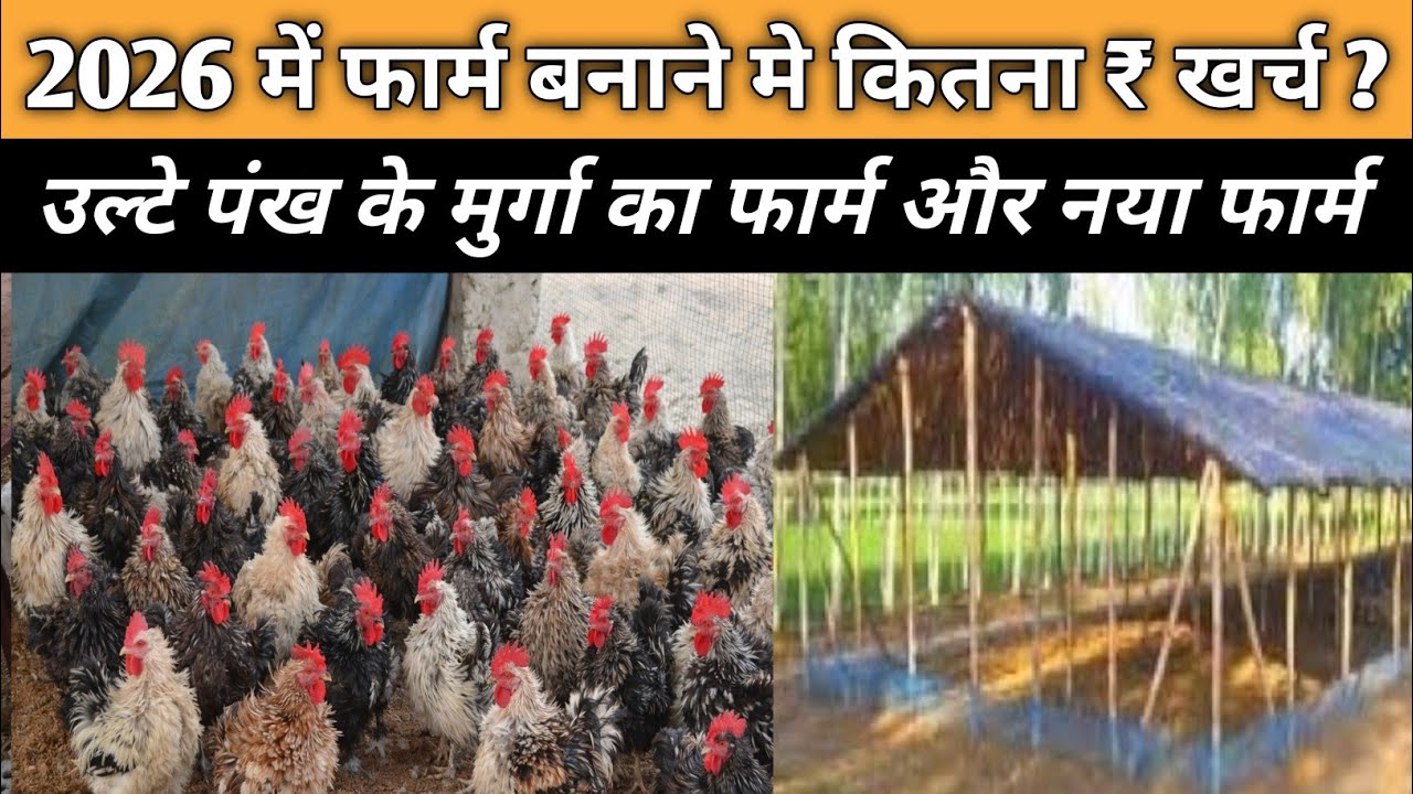 उल्टे पंख का मुर्गा !! 2026 मे नया फार्म बनाने मे कितना खर्च आएगा  full information #100nufarming