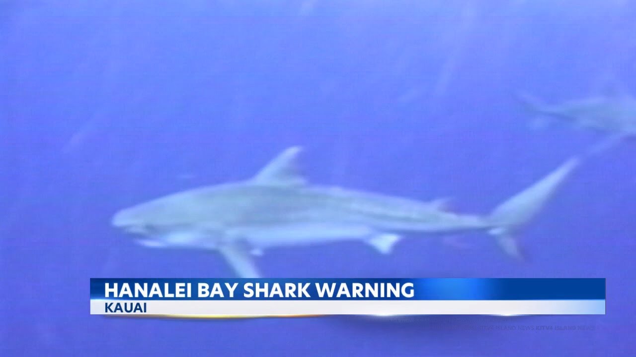 Swimmers urged to avoid Hanalei Bay on Kauai due to shark sighting