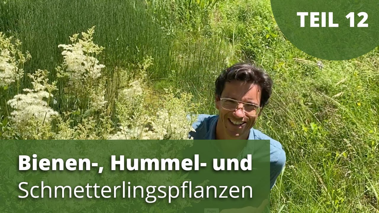 Bienen-, Hummel- und Schmetterlingspflanzen / Teil 12
