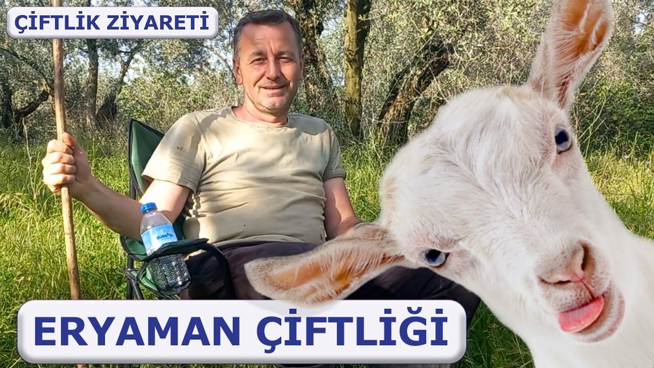 Saanen yetiştiricisi Eryaman Çiftliğine ziyaret --- Keçicilikte para var mı?