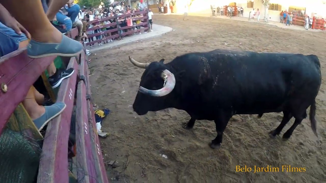 Festas de Samora Correia 2024 Entrada do Toiros  Seguida de largada 16 de Agosto 2024