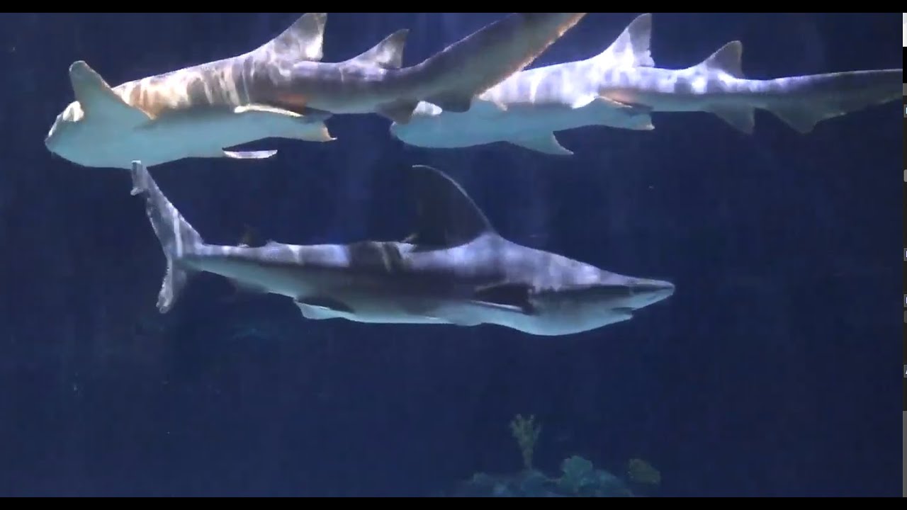 South Pacific Aquarium Sharks