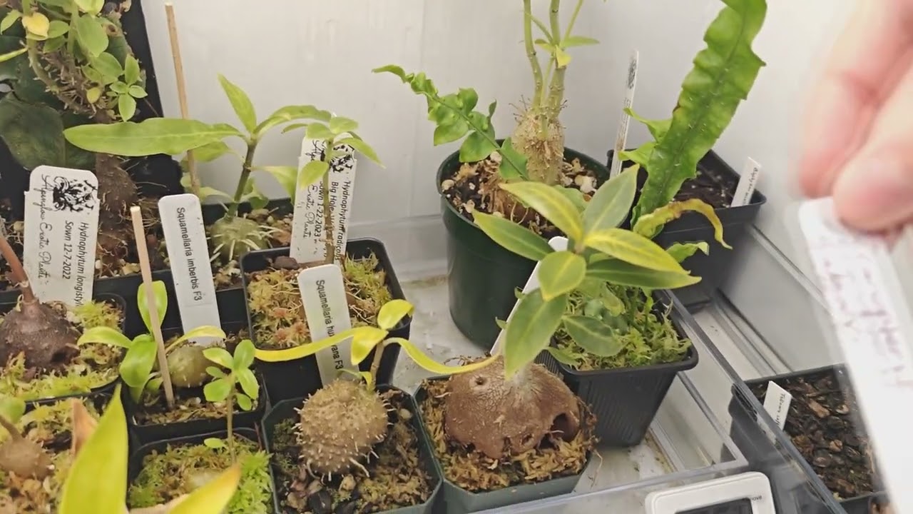 Ant plants! My new lowland terrarium setup for ant plant, ferns, and lowland Nepenthes