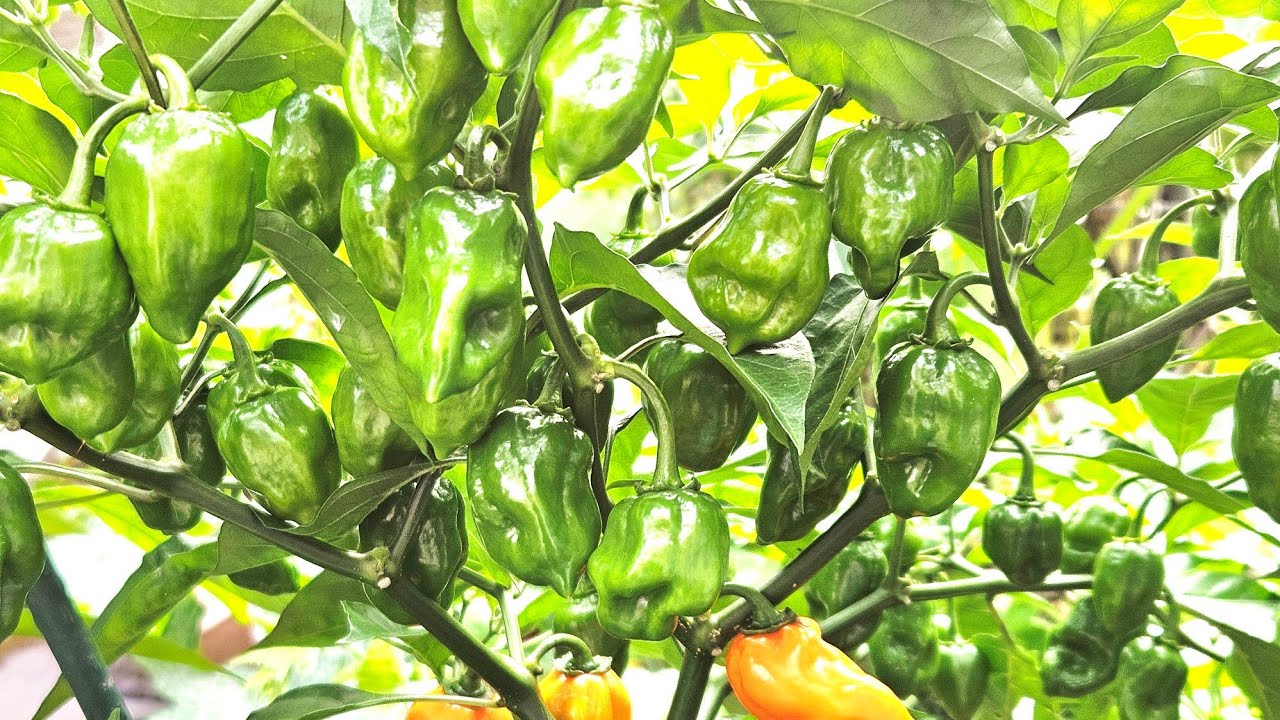 আমার গাছের লাগা মরিচ  ,কি খাবার দেই ,কেনইবা এত ফলন l