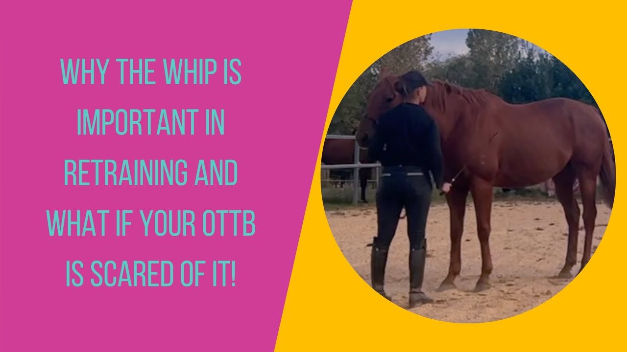 WHY THE WHIP IS IMPORTANT IN RETRAINING AND WHAT IF YOUR OTTB IS SCARED OF IT! #ottb #horsetraining