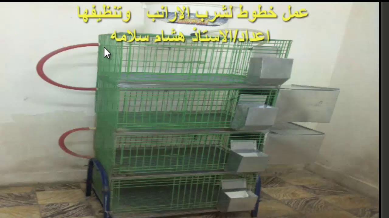 عمل خطوط وحلما ت لشرب الارنب وطريق تنظيفها