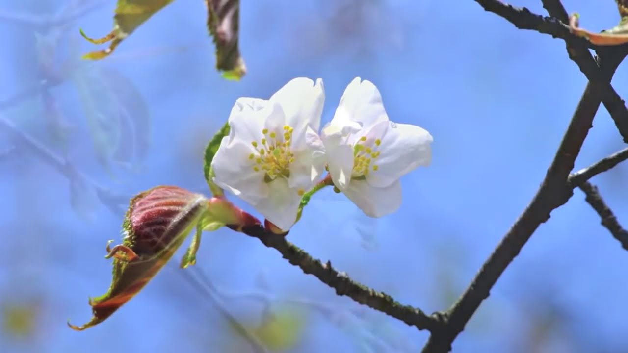 Təbiət səsləri - Nature sound effect