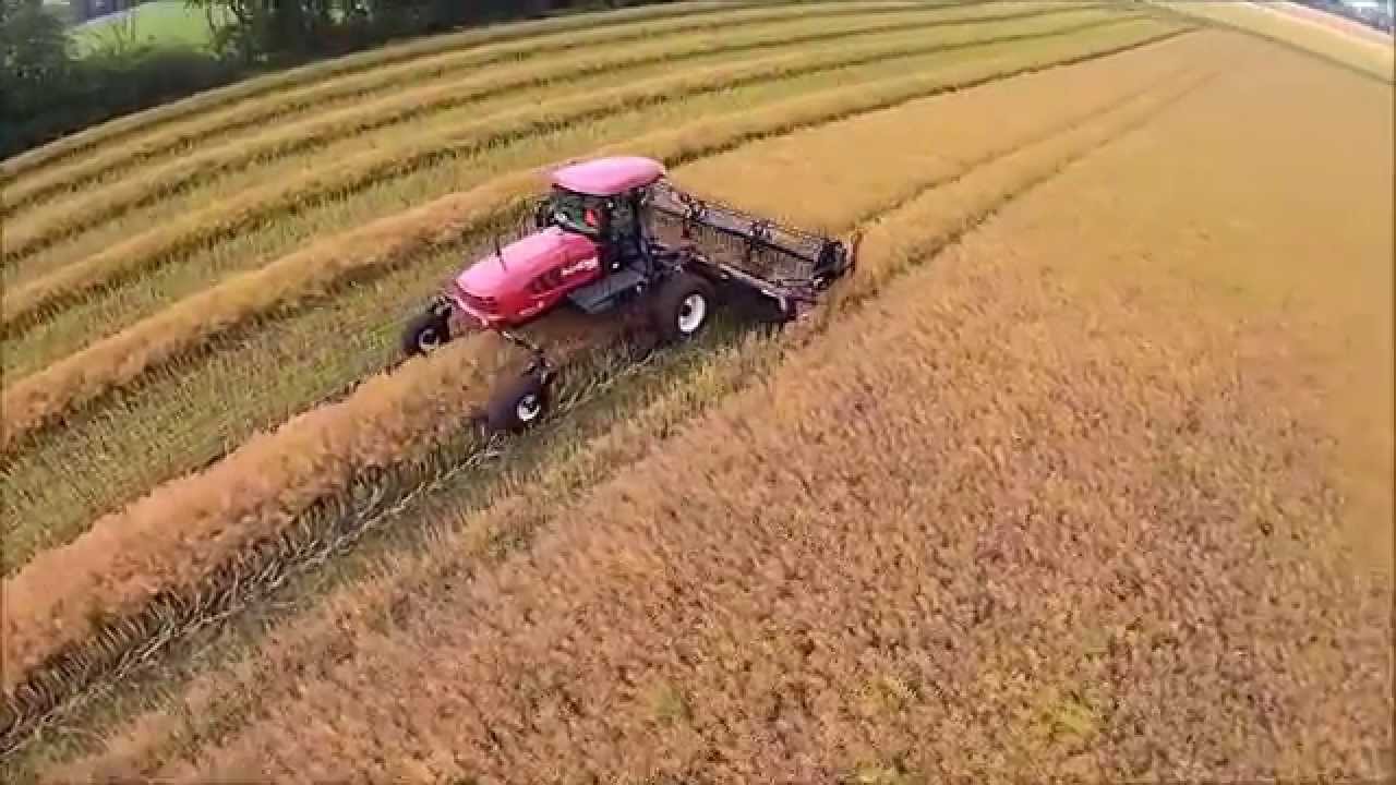 Skårlægning af raps 2015 med MacDon 155M og 25 fods bord på Risgaardens Maskinstation