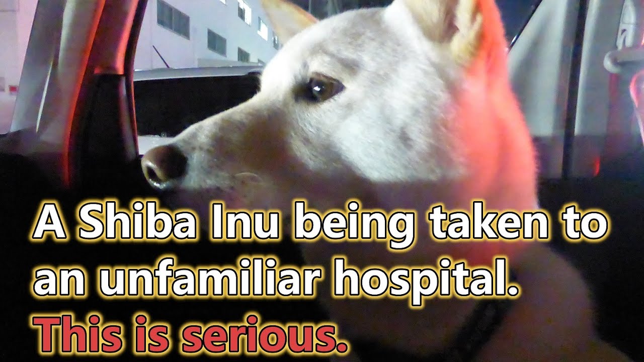 Today is my sister's unlucky day. Haru ate mask. We went to a hospital that is open at night.