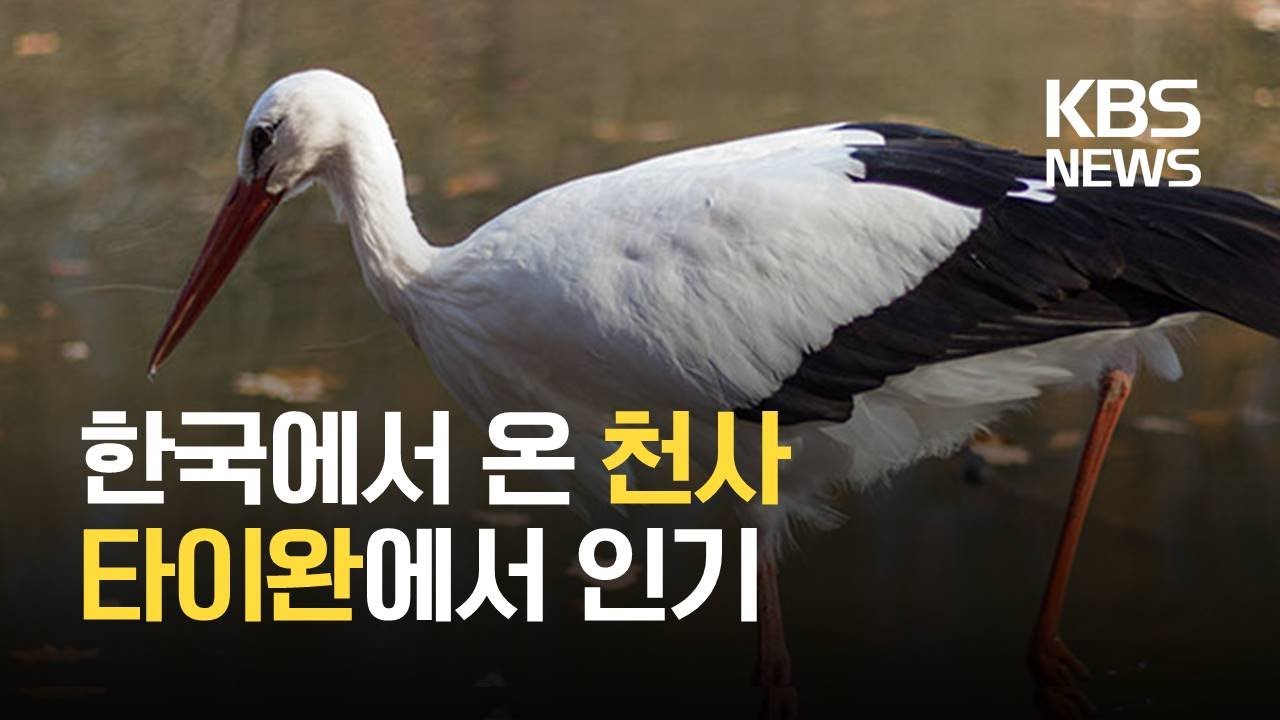 &ldquo;한국에서 온 천사&rdquo;&hellip;타이완에서 한국 황새 인기 만점 / KBS 2021.02.10.