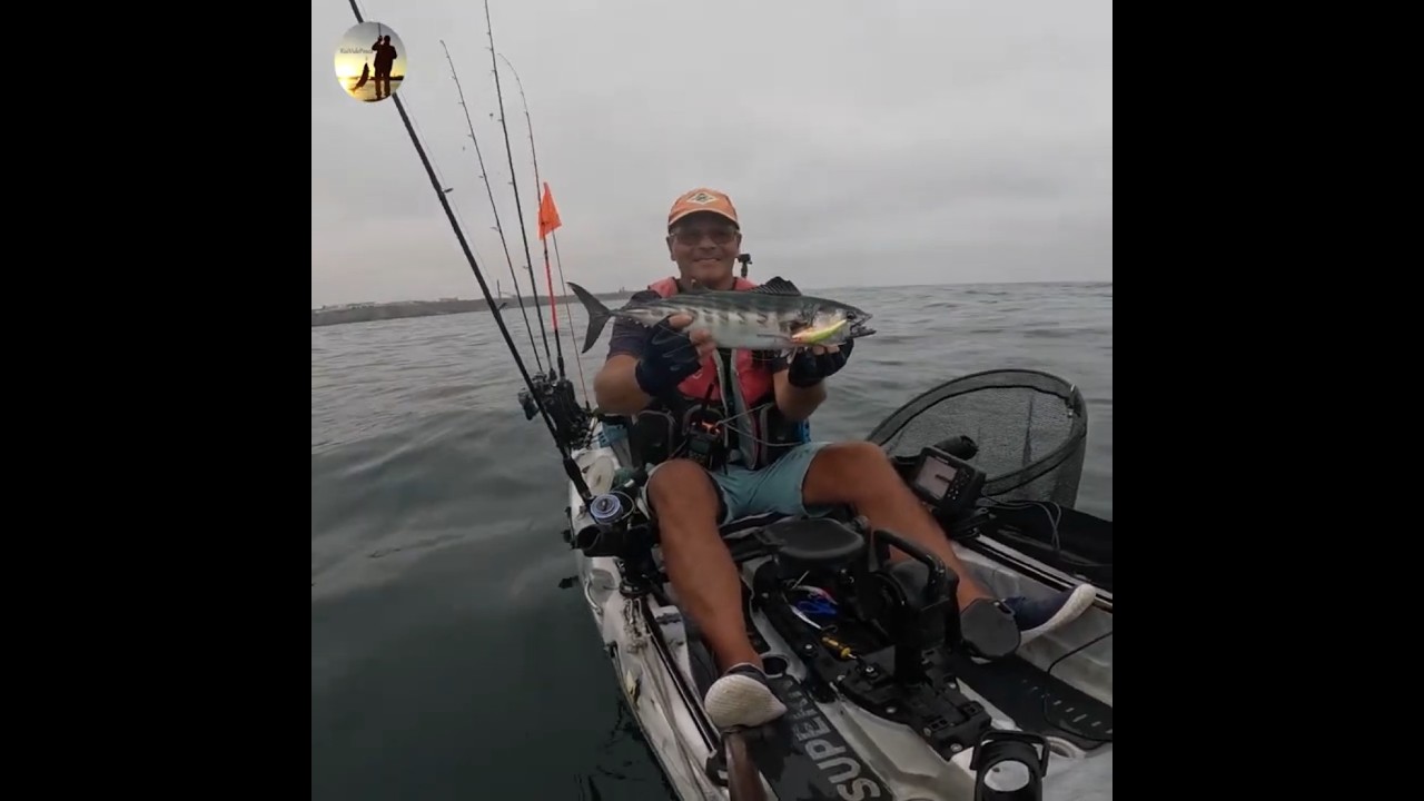 SARRAJ&Atilde;O Atlantic Bonito #fishing #ruividepesca #sarraj&atilde;o #penichefishing #trollingfishing