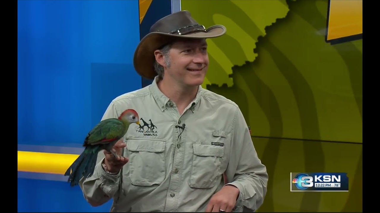 Meet Lizzo-the Red-Crested Turaco at Tanganyika Wildlife Park