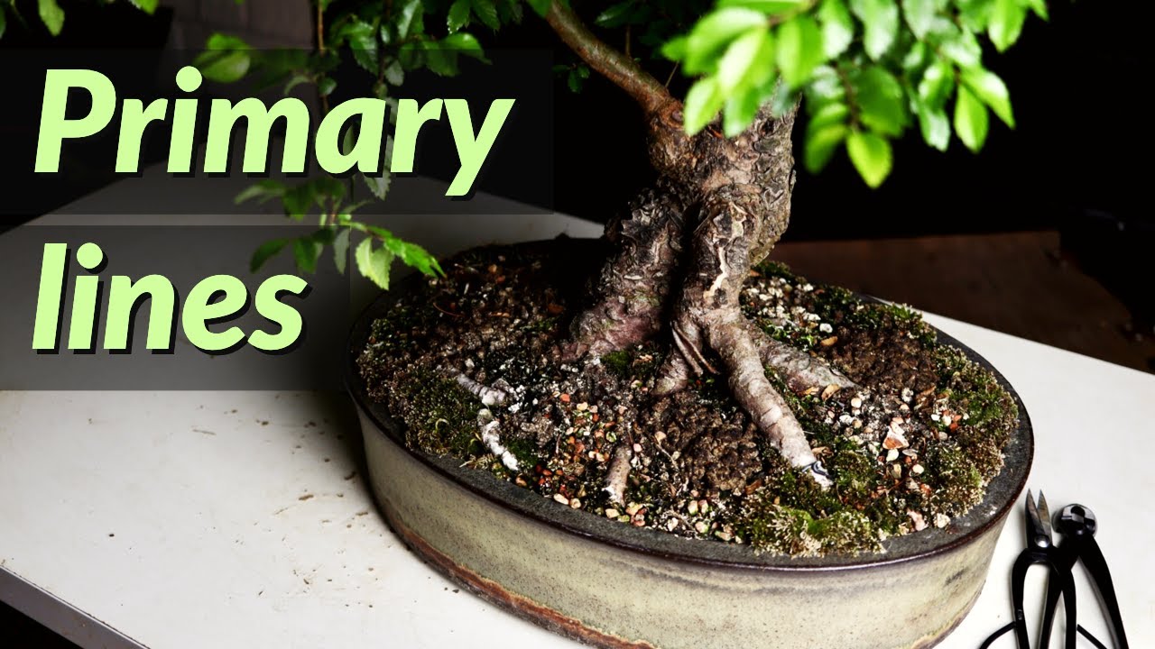 Styling Big Chinese Elm Bonsai: Building Primary Branches of My Big Chinese Elm Bonsai