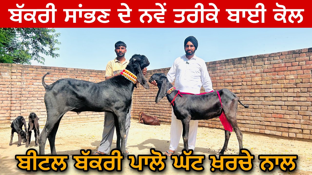 ਬੀਟਲ ਬੱਕਰੀ ਨੂੰ ਪਾਲਣ ਦੇ ਤਰੀਕੇ ਸੁਣੋ । ਮੱਝਾਂ ਛੱਡ ਕੇ ਬੱਕਰੀਆਂ ਰੱਖੀਆਂ ਬਾਈ ਨੇ । PUNJABI BEETAL BAKRA 