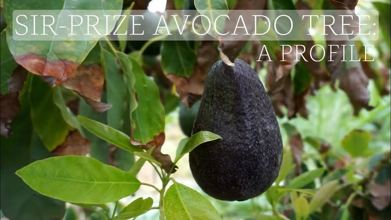 Sir-Prize avocado tree: a profile