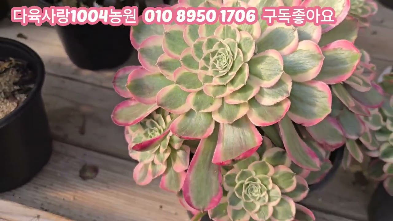 에오니옴 국민다육특가 판매합니다