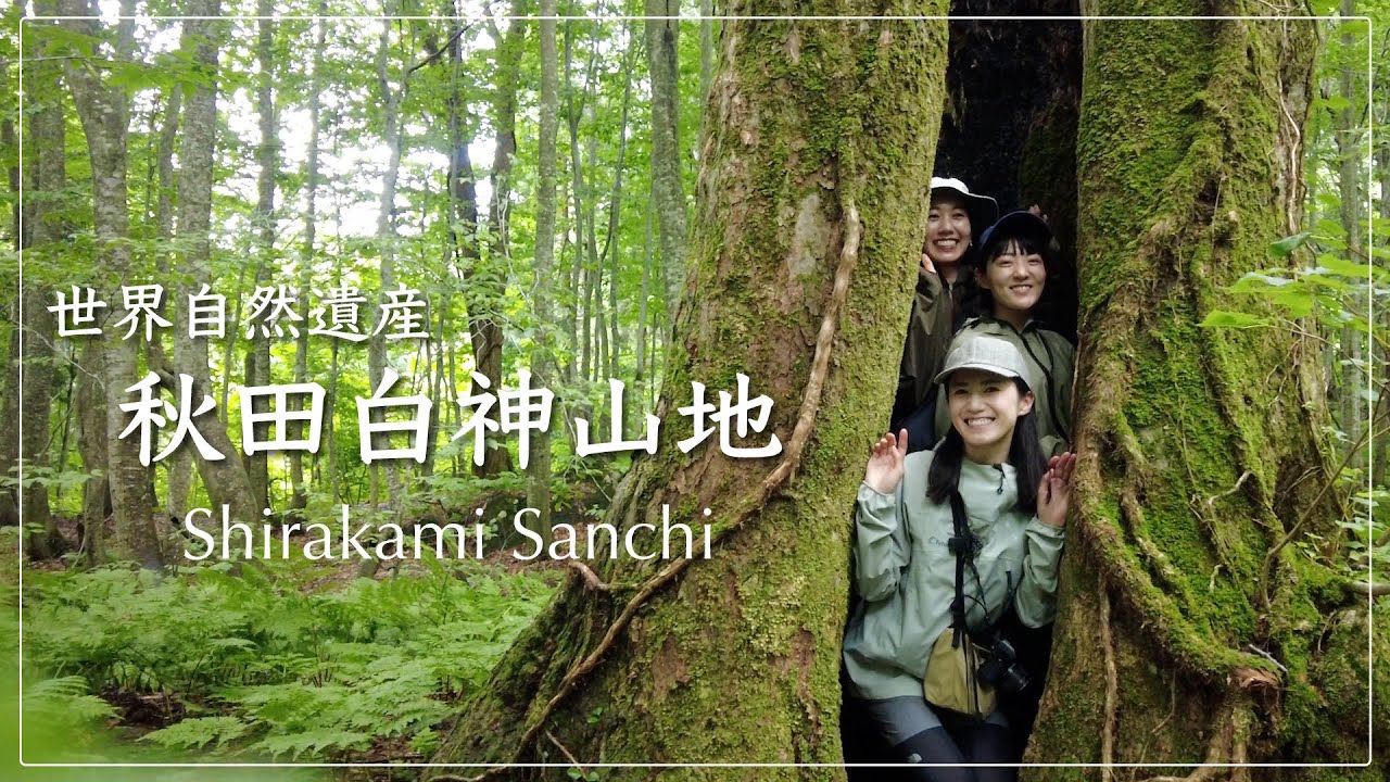 【世界自然遺産】あきた白神山地を訪れて…【藤里駒ヶ岳登山】short ver.
