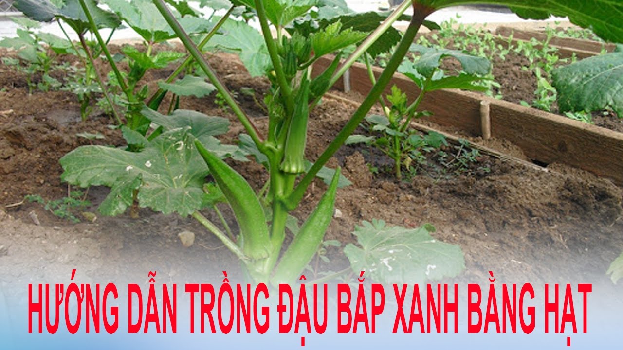 Cách trồng Đậu bắp siêu đơn giản cho năng suất siêu cao | Kỹ Thuật Trồng Đậu Bắp Hướng Dẫn Chi Tiết