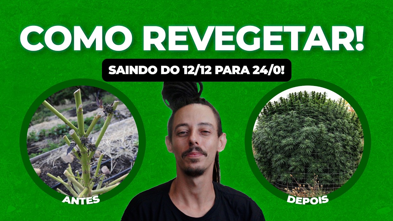Revegetação de Cannabis Passo a Passo | Como Salvar Genética e Fazer Monster Cropping