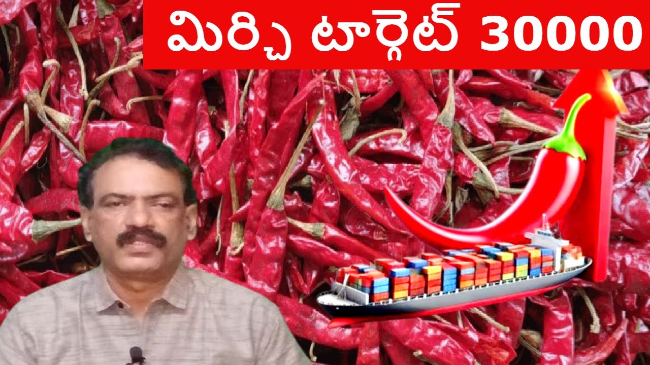 Guntur Mirchi Market Report || Mirchi Exports to China Teja Mirchi Byadigi Mirchi Dhara Anna KVR