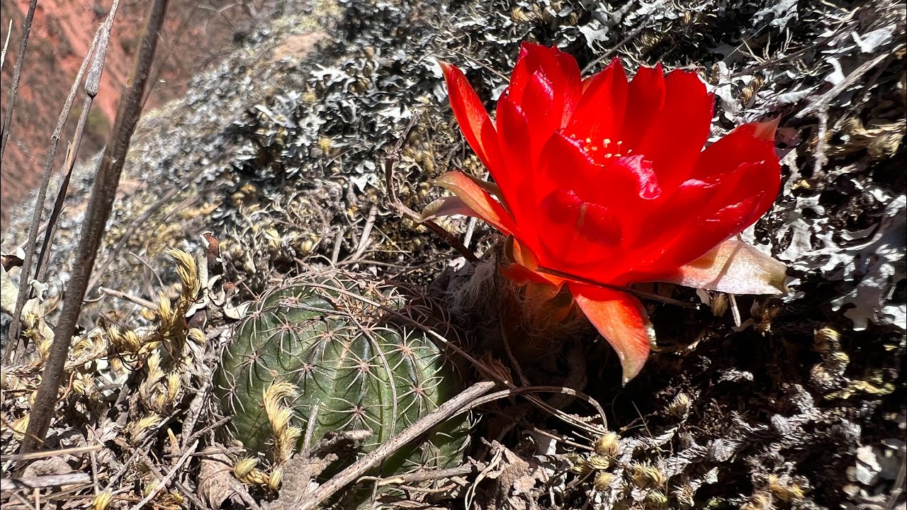 Lobivia saltensis en hábitat | L. saltensis pseudocachensis | Flora del Valle de Lerma