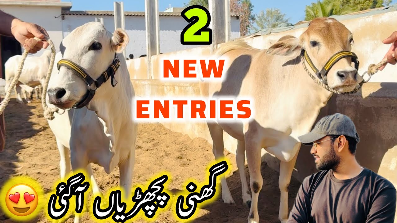 2 New Entries | Gheni Bachriya Agye 😍 | Uzair Cattle Farm
