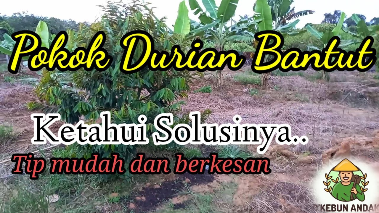 Pokok durian bantut..!!. Cara penyelesaian yang terbaik supaya pokok cepat besar.