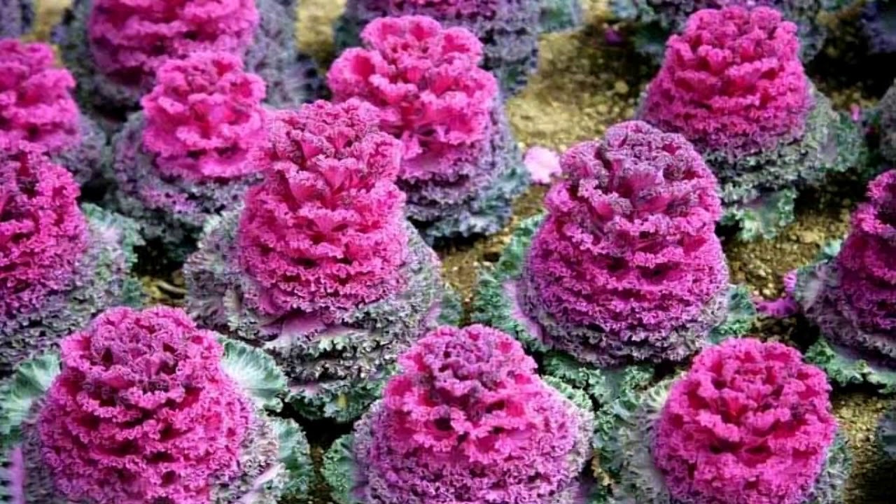 Kale flowers (HD1080p)