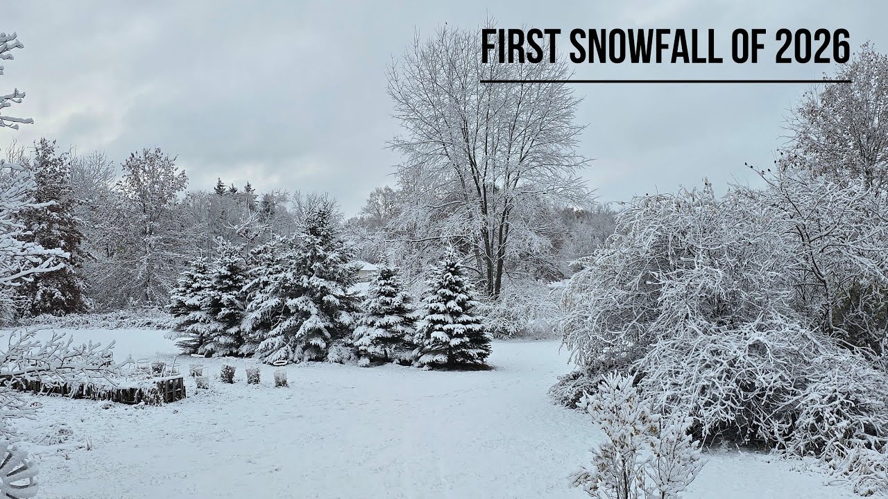 First snowfall of 2026. #snowfall #1st #himachalpradesh #minivlog #trendingvideo #travel #mountains 