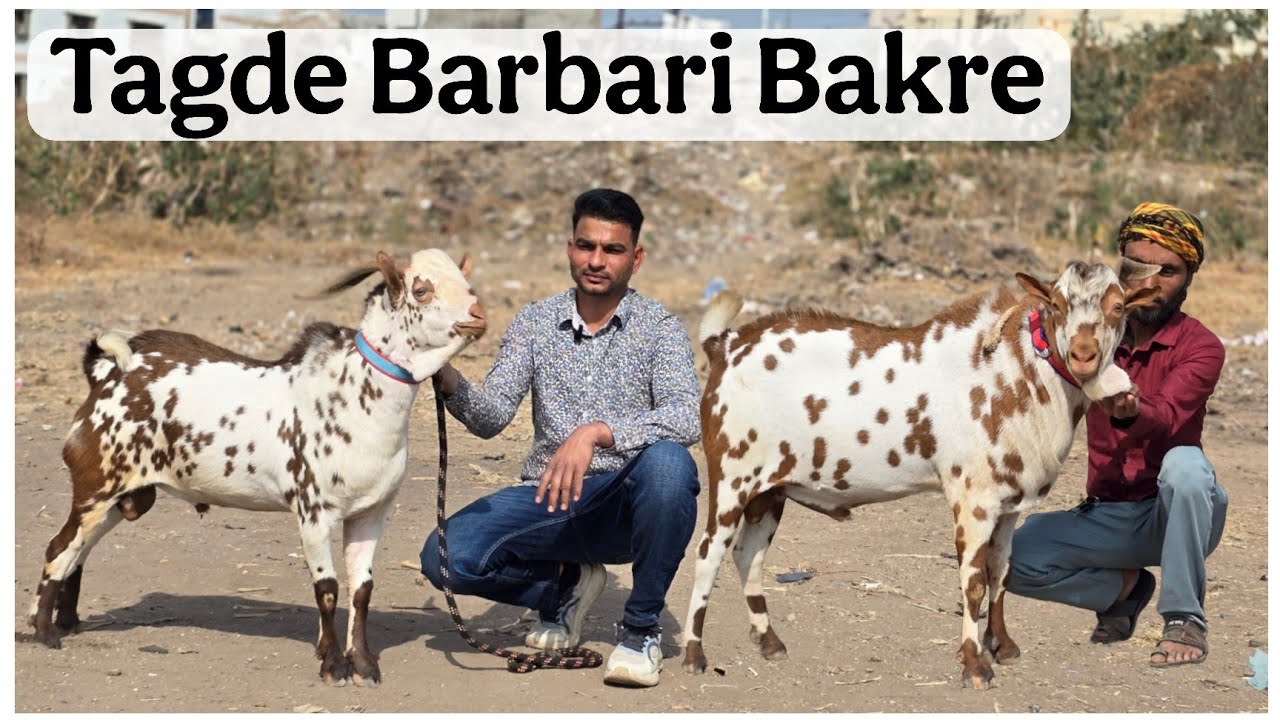 Tagde Barbari bakre of SP goat farm Aurangabad Maharashtra 
