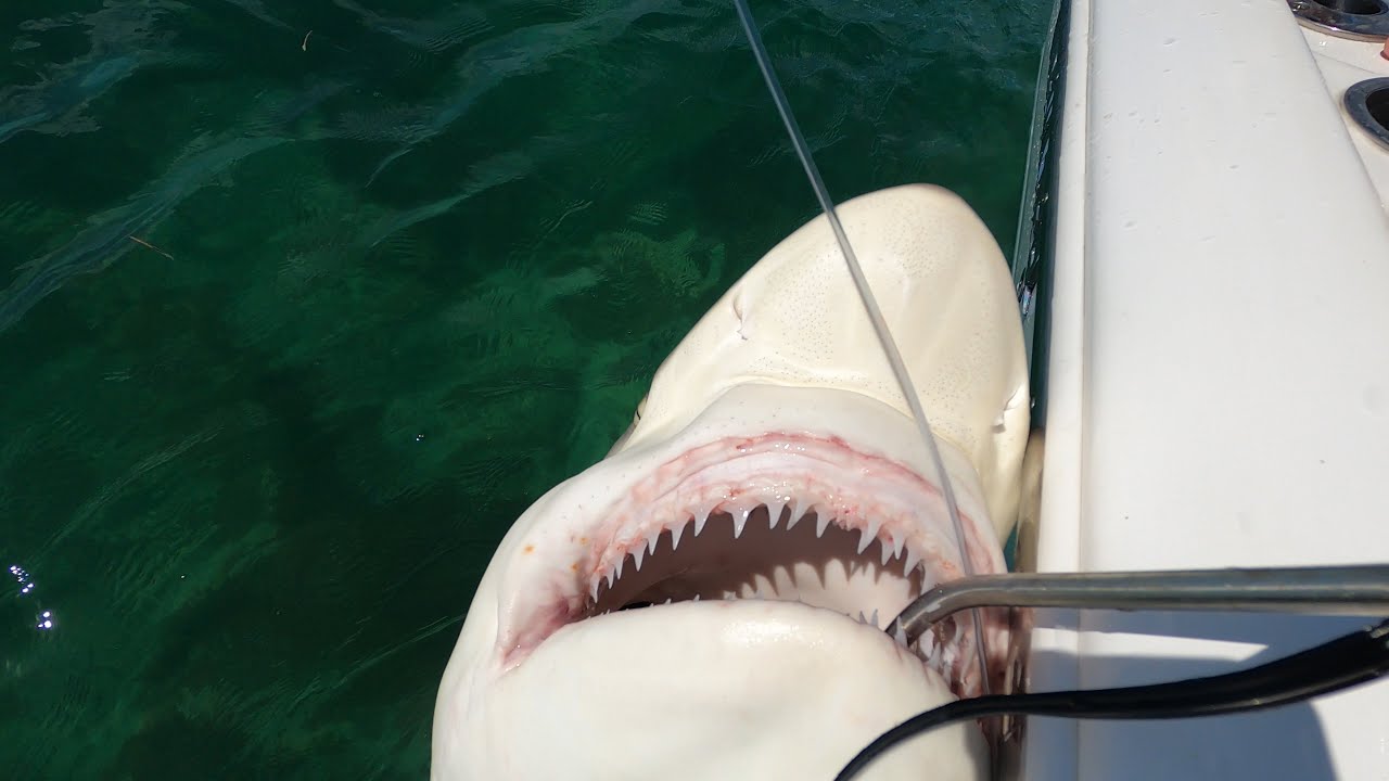 BLACKTIP SHARK | Catch Clean and Cook Marathon Fl. | The Florida Keys!