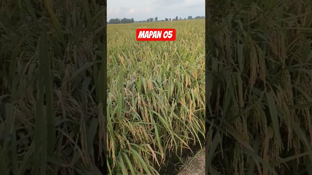 padi mapan 05 siap di panen