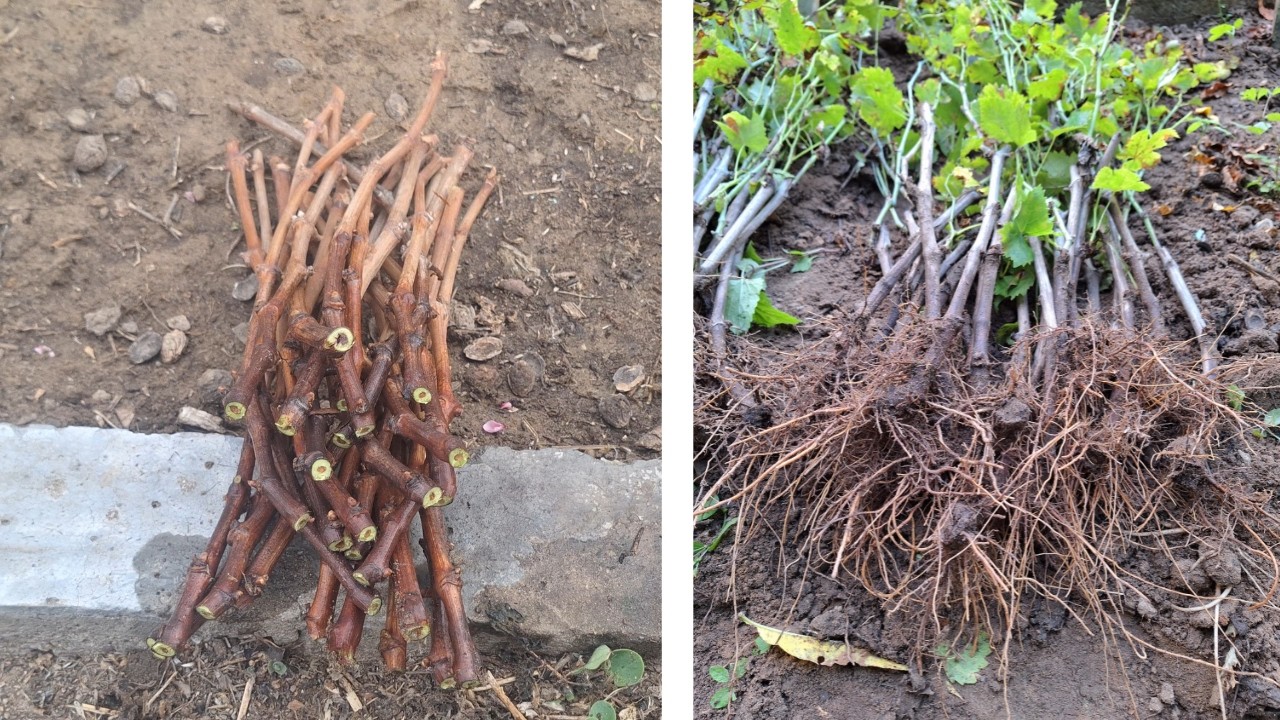 Cómo hacer ESTACAS de VID paso a paso 🍇 | Método fácil y efectivo
