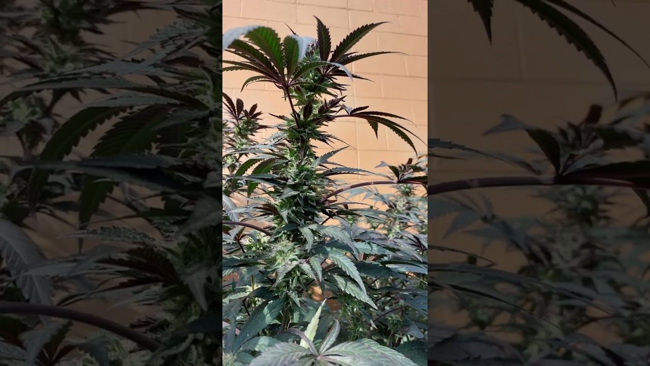 Durbon P. coming on nicely , stinky,stickycsweet B.C. buds 2023