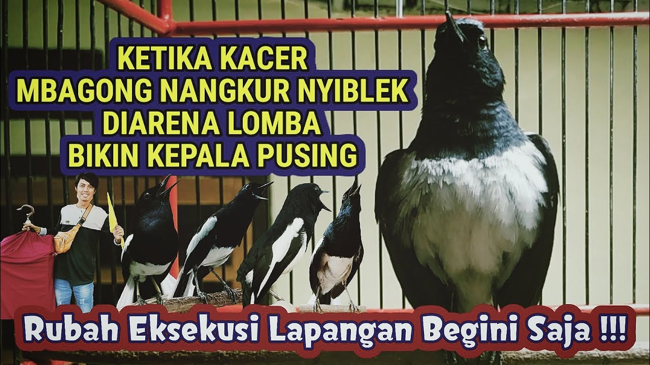 HANYA LAKUKAN INI SAJA || TIPS BURUNG KACER MBAGONG NANGKUR DAN NYIBLEK DI ARENA LOMBA