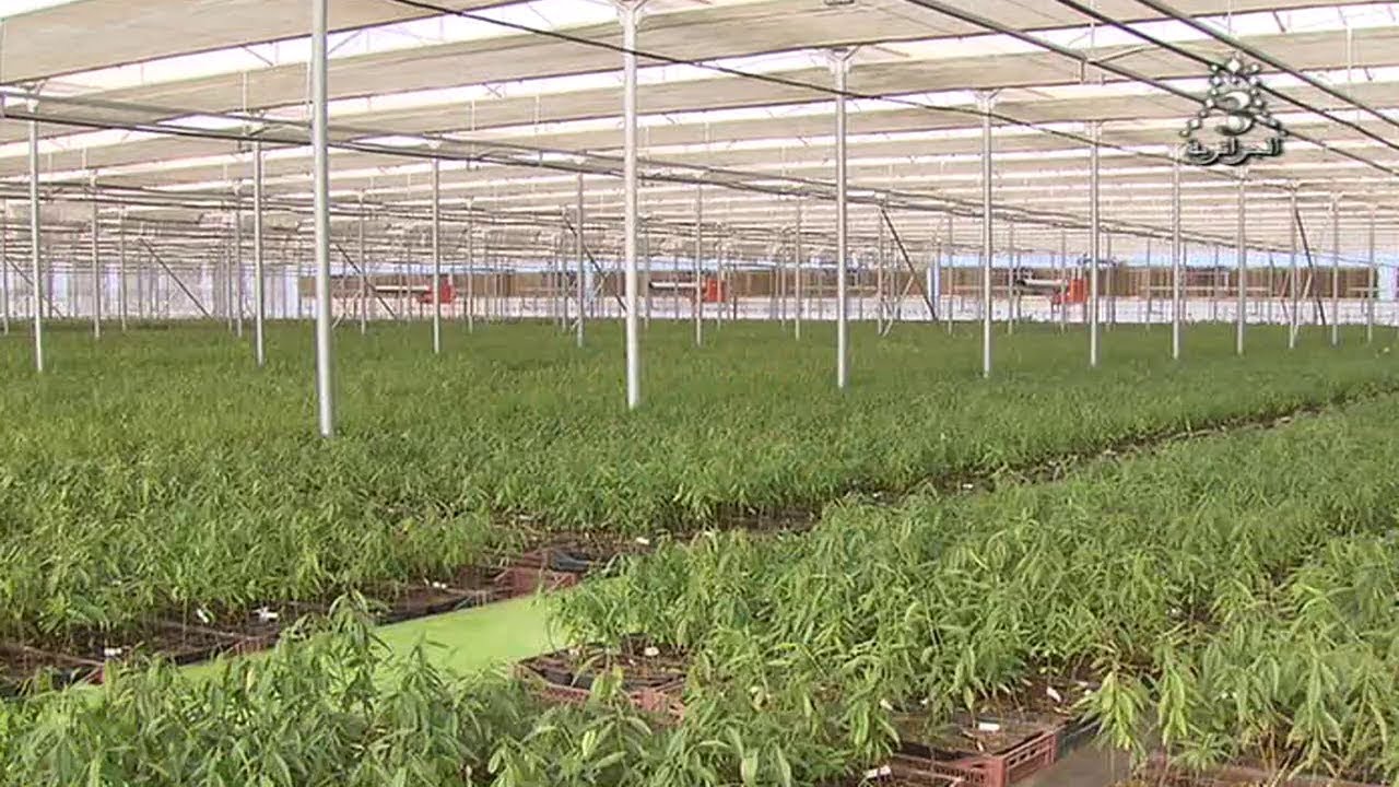 الجزائر - مشتلة جزائرية إيطالية لإنتاج 6 ملايين شتلة لأشجار الفواكه عالية الجودة وتشغل 500 عاملا