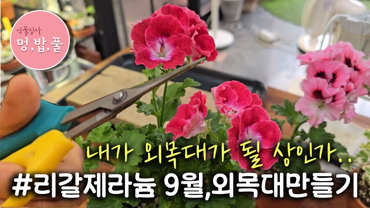 제라늄,9월 리갈제라늄 외목대만들기  #외목대원리 #가을리갈제라늄 #리갈제라늄다듬기