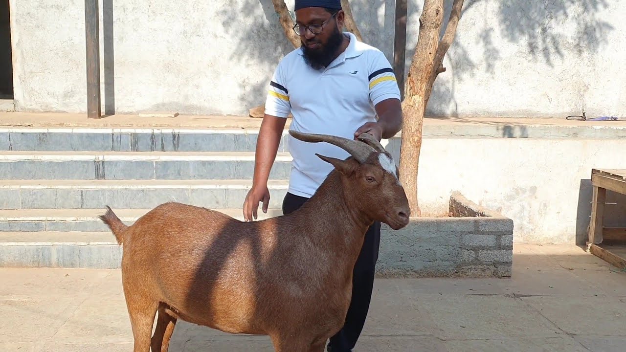 Lake View Goat Farm Documentary | Hyderabad Palai Farm Great Results.