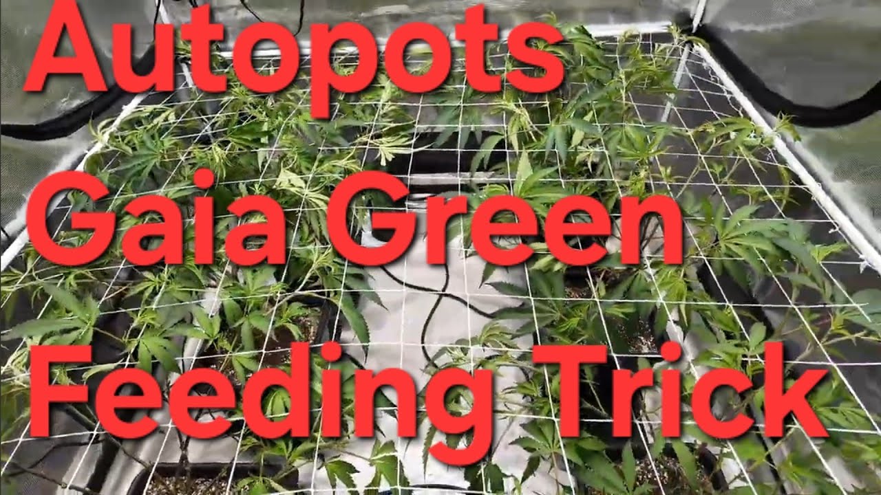 Autopots new trick for feeding Gaia Green.  5x5 exploded with growth. 3x3 Solfire Strawmata.