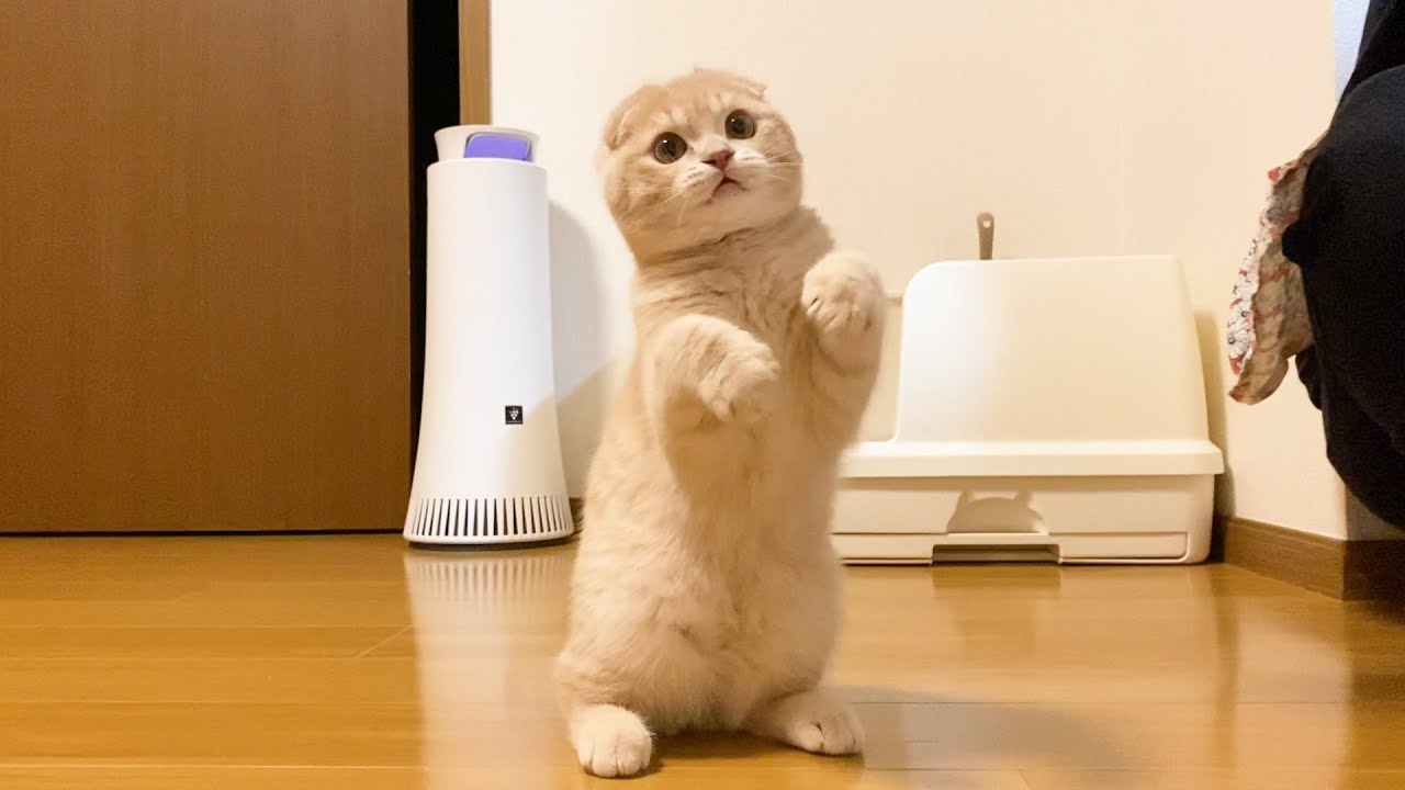 ムギが立てるようになりました！