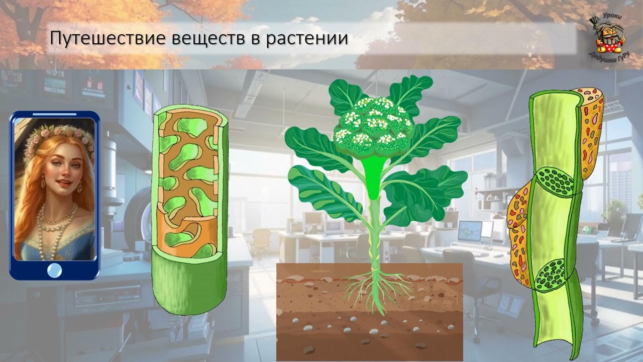 Б6 21 Передвижение веществ у растений