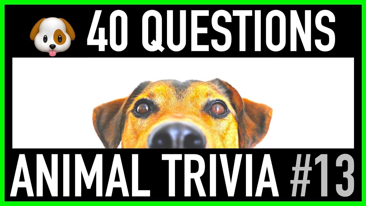ANIMAL TRIVIA QUIZ #13 - 40 Dog Trivia Questions and Answers | Dogs Pub Quiz