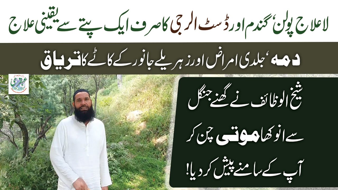Pollen,Gandum,Dust Allergy - Dama,Jildi Amraz Ka Chirchita/Puthkanda Plant Say Ilaj | Kashmir Forest