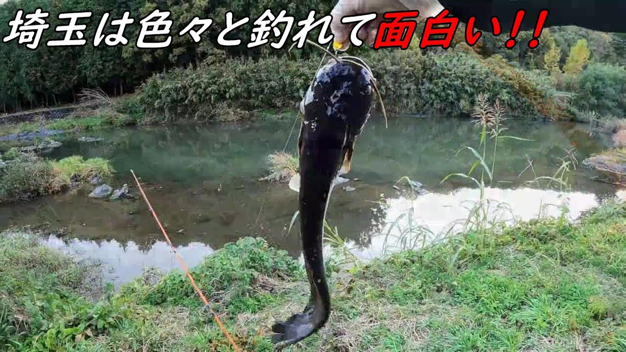 冬の川でもナマズは釣れる！！